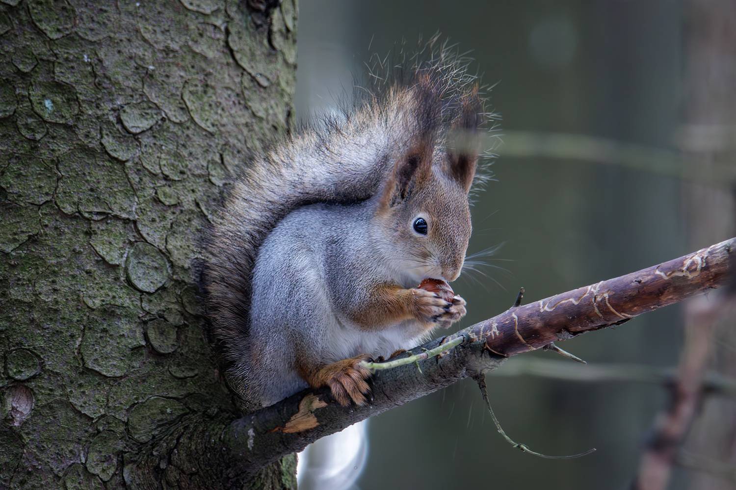 , Морозов Сергей