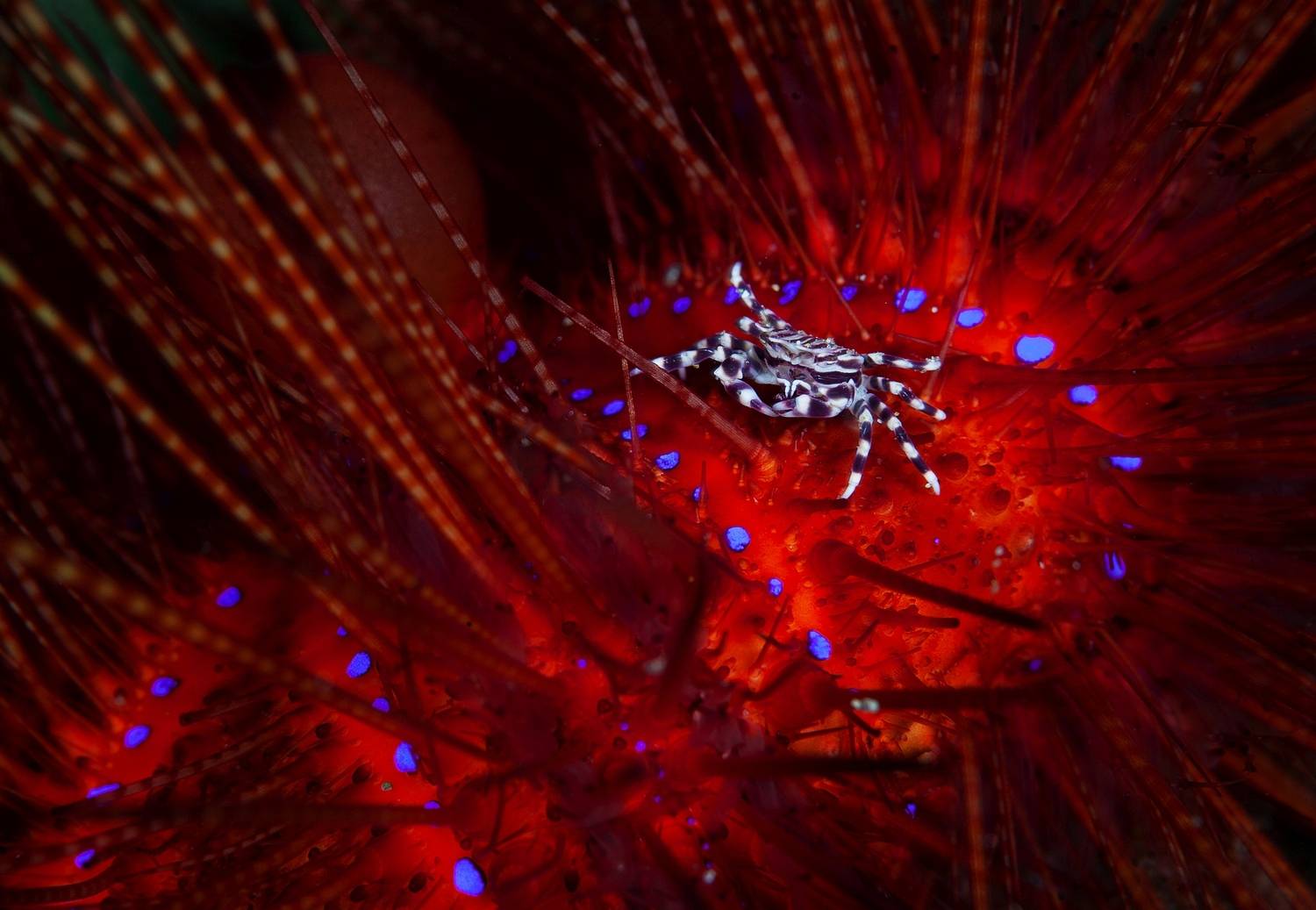 , Андрей Нарчук