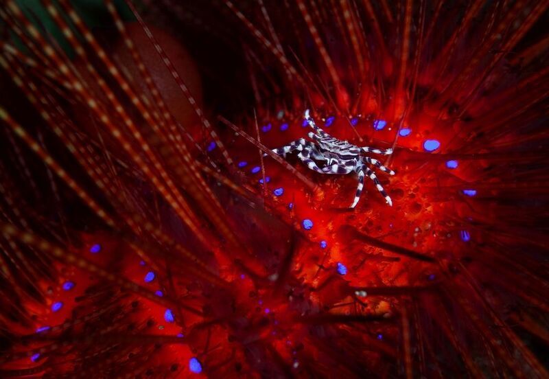 Зебра-краб фото превью