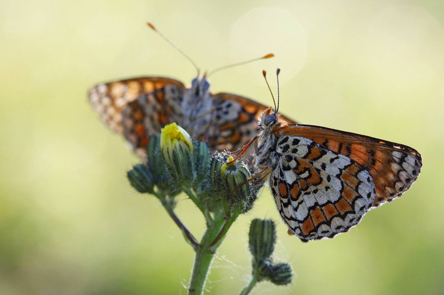 шашечница, шашечница цинксия, melitaea, Леонид