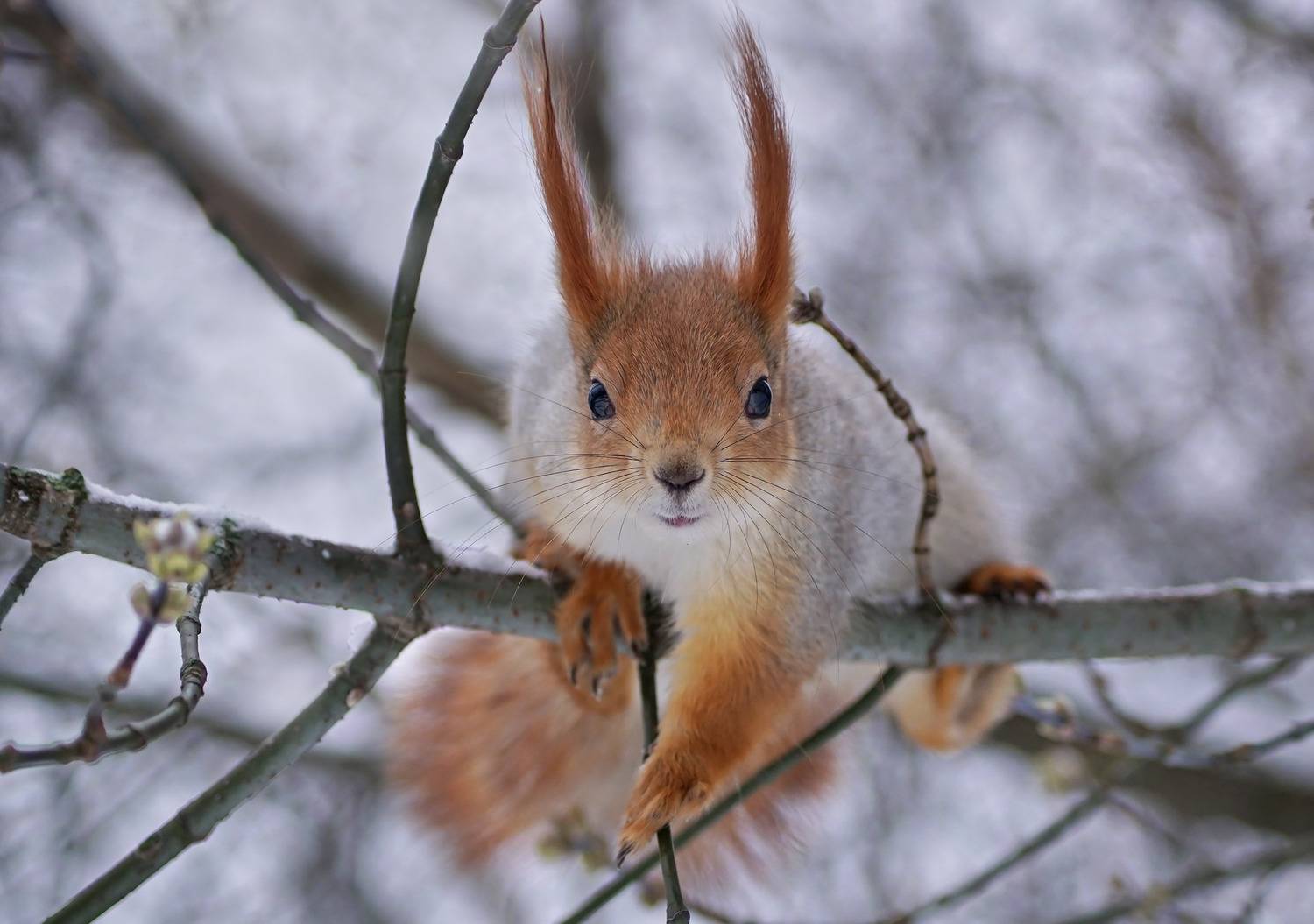 Белка, Чепленко Алексей