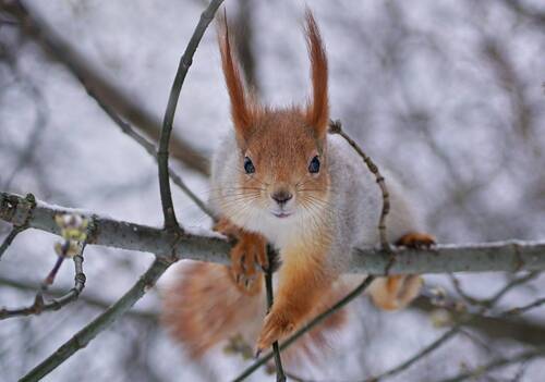 Ну показывай, что принёс