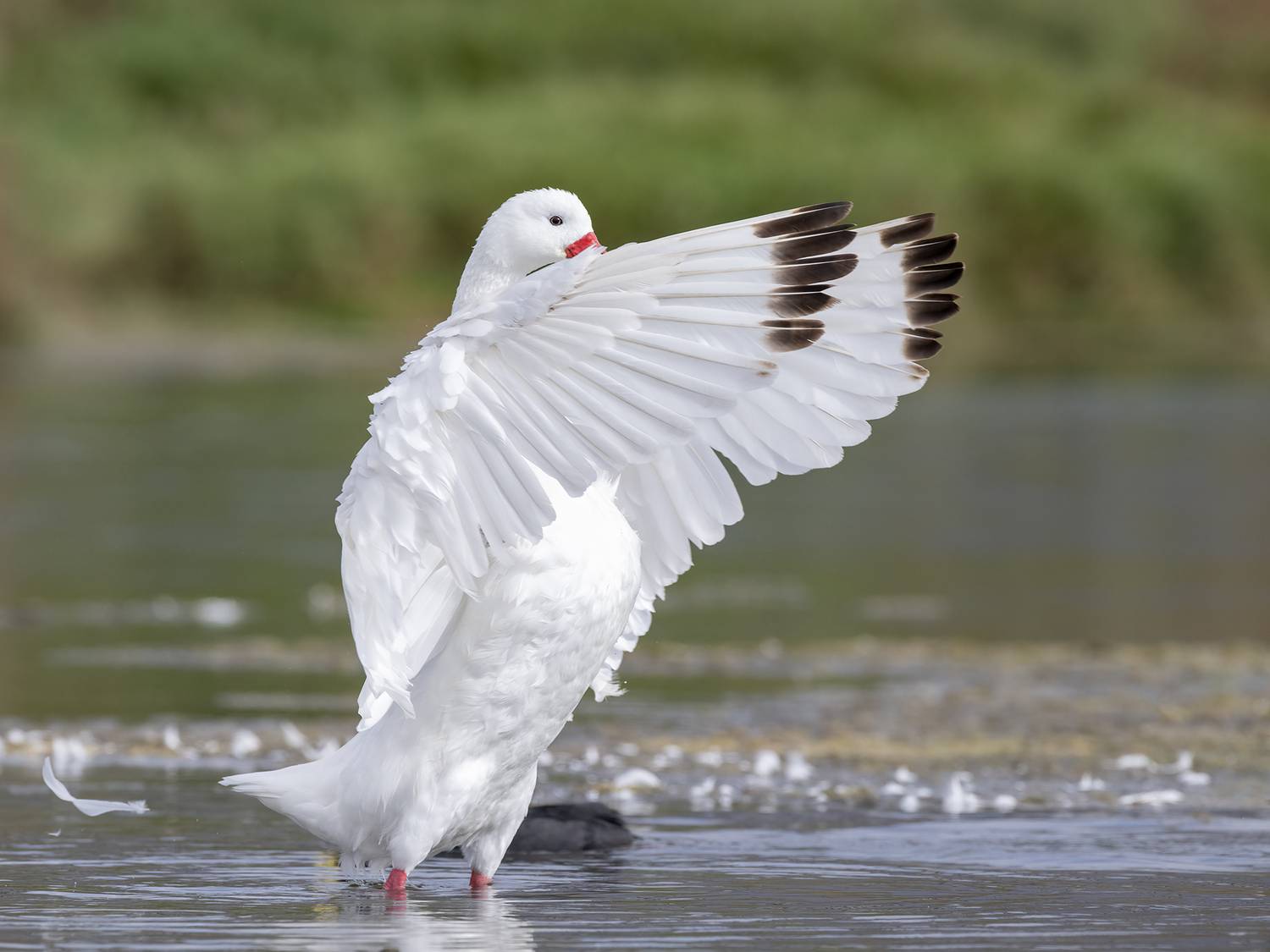 , Fernando Burgalin Sequeira