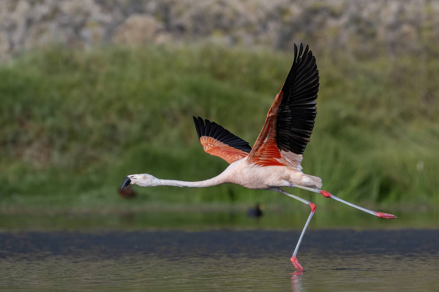 , Fernando Burgalin Sequeira