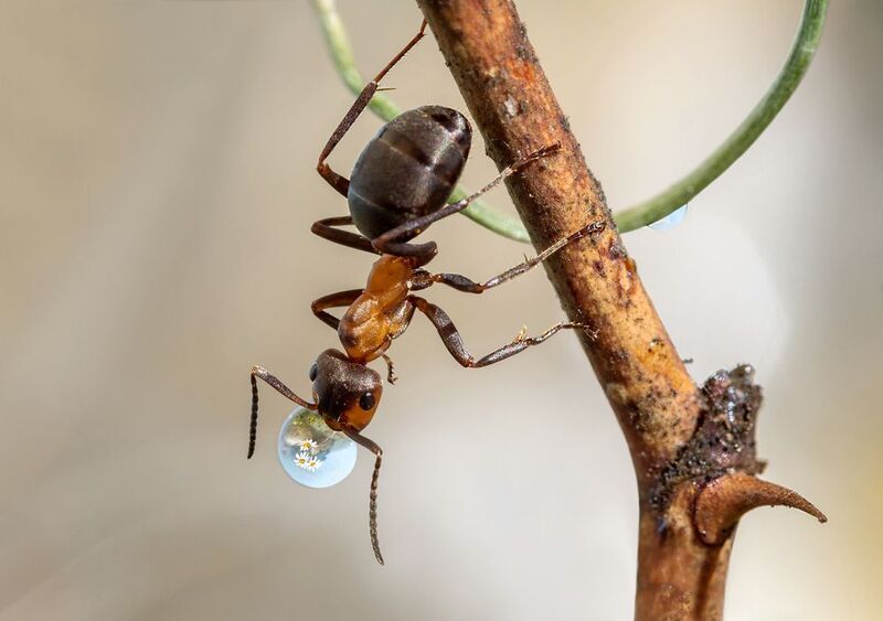 Я и в таком положении могу пить... фото превью