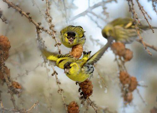 ЧИЖИ (3 ФОТО)