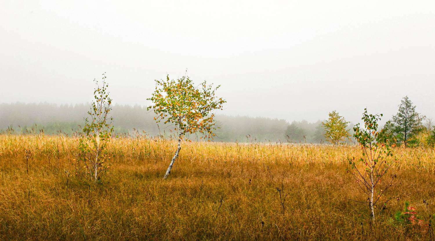 Туман, Ушаков Валерий