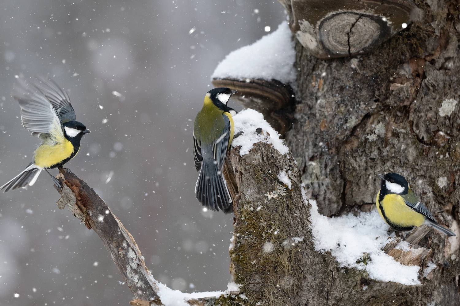 , Татьяна Проценко