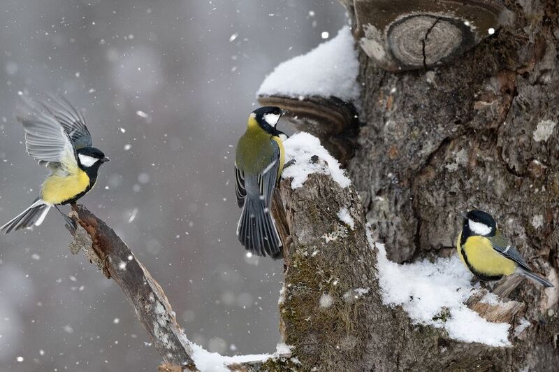 Зимние посиделки фото превью