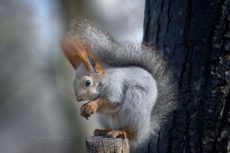 Белочка в зимней шубке с орешком фото превью