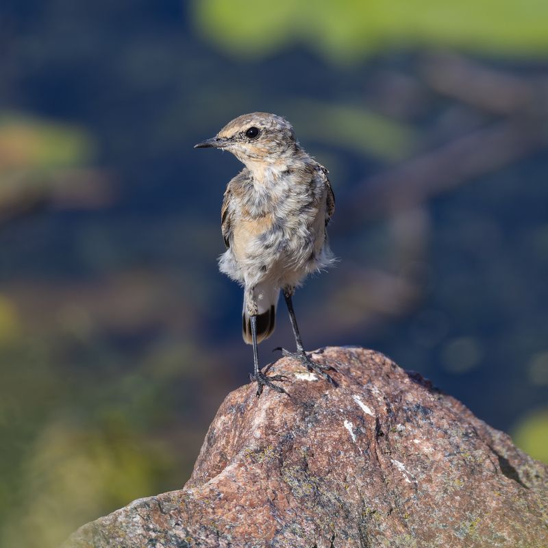 каменка, птенец, птицы Слеток каменки фото превью