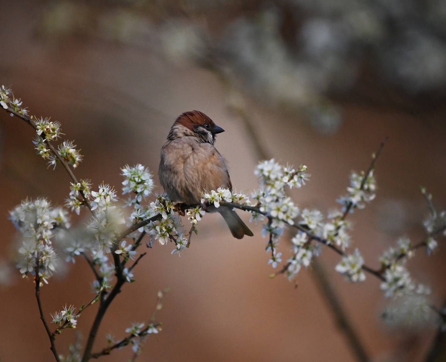 , Герчев Николай
