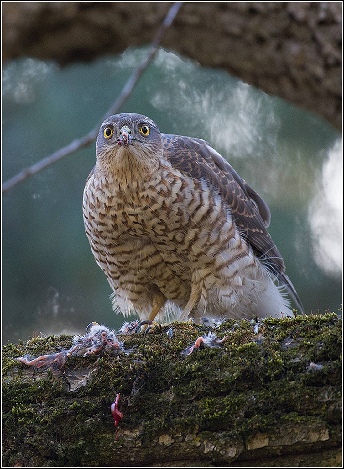 москва, март, парк, ястреб перепелятник, АНАТОЛИЙ ДОВЫДЕНКО