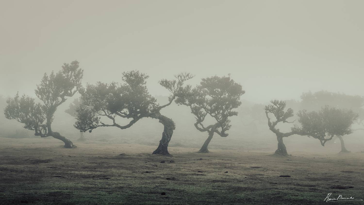 forest, fanal, madeira, portugal, landscape, Roman Bevzenko