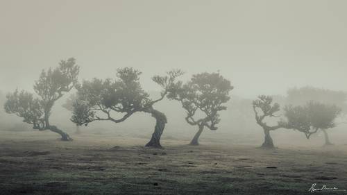 Fanal Forest of Madeira