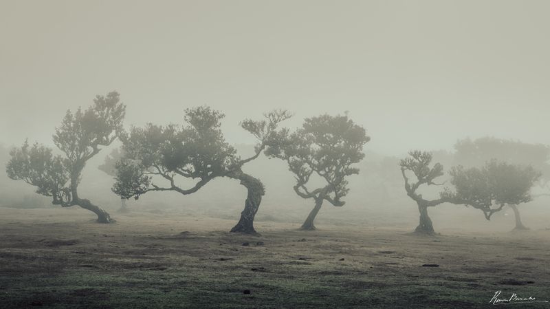 forest, fanal, madeira, portugal, landscape Fanal Forest of Madeira фото превью