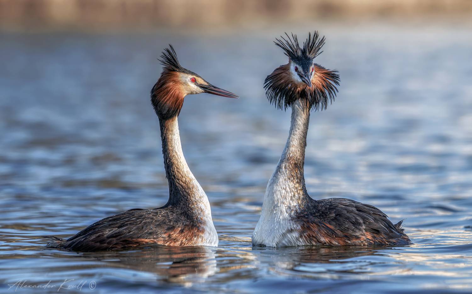 чомга, поганка, большая поганка, podiceps cristatus, Круль Александр