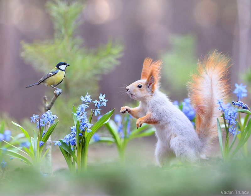 белка, squirrel В лесу весна фото превью