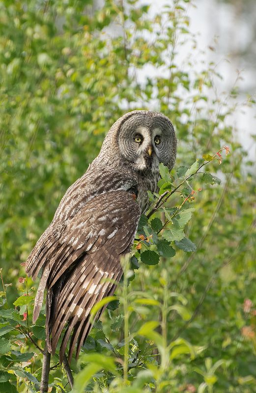 Охота с кустов :) фото превью