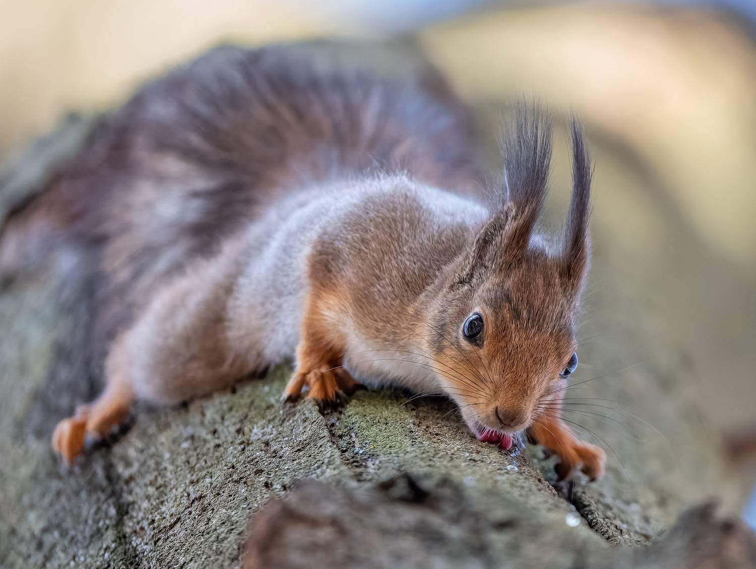 , Дэм Константин