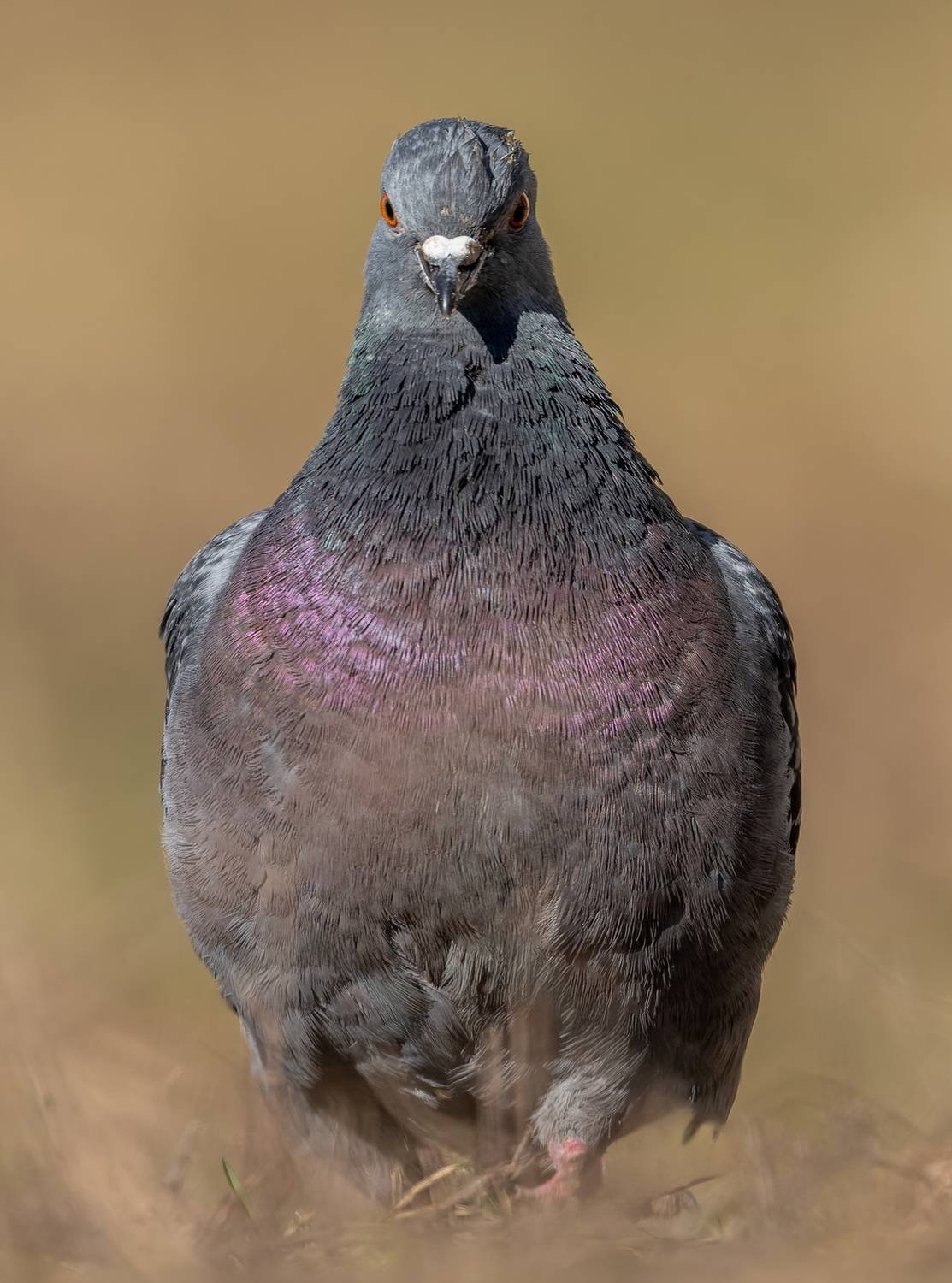 , Дэм Константин