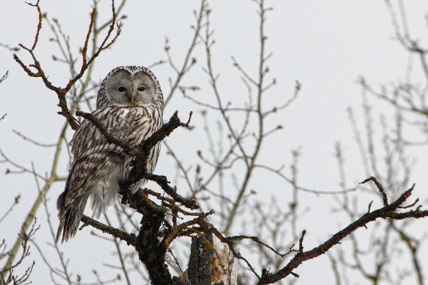 сова, длиннохвостая неясыть, уральская неясыть, strix uralensis, КарОл