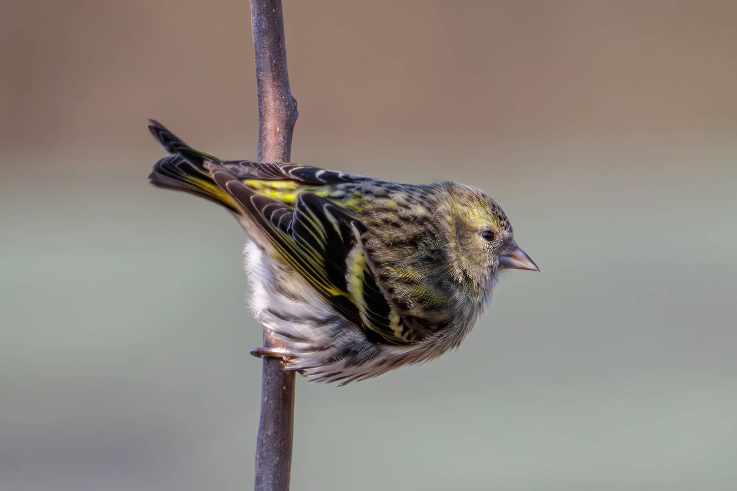 , Морозов Сергей