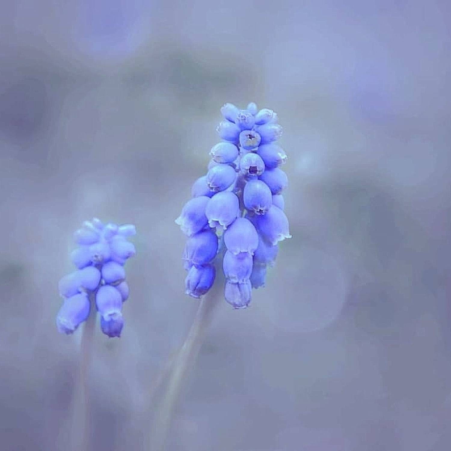 , Юлияна Стоянова