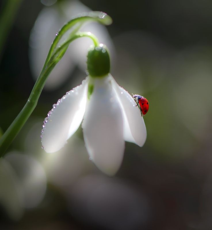 Фонарщик фото превью