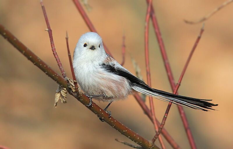 Ополовник фото превью