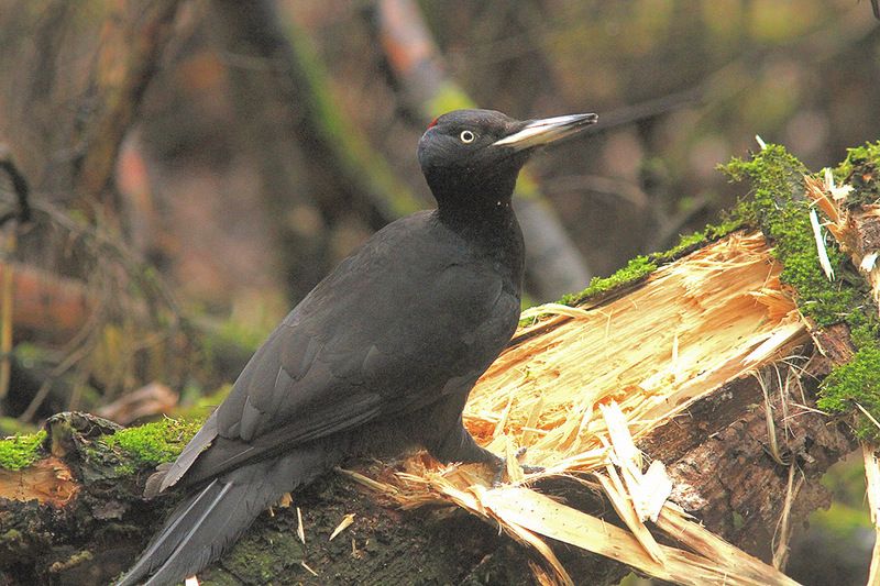 Желна фото превью
