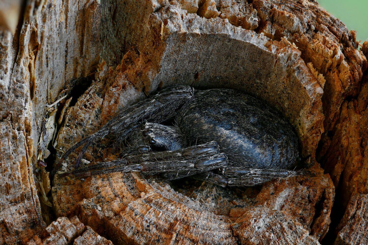 , Антон Финевич