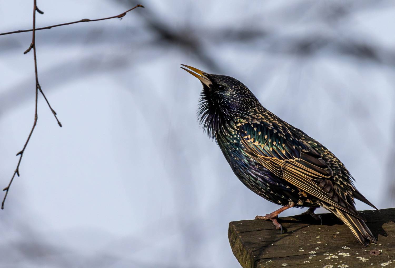 , Волынский Виктор