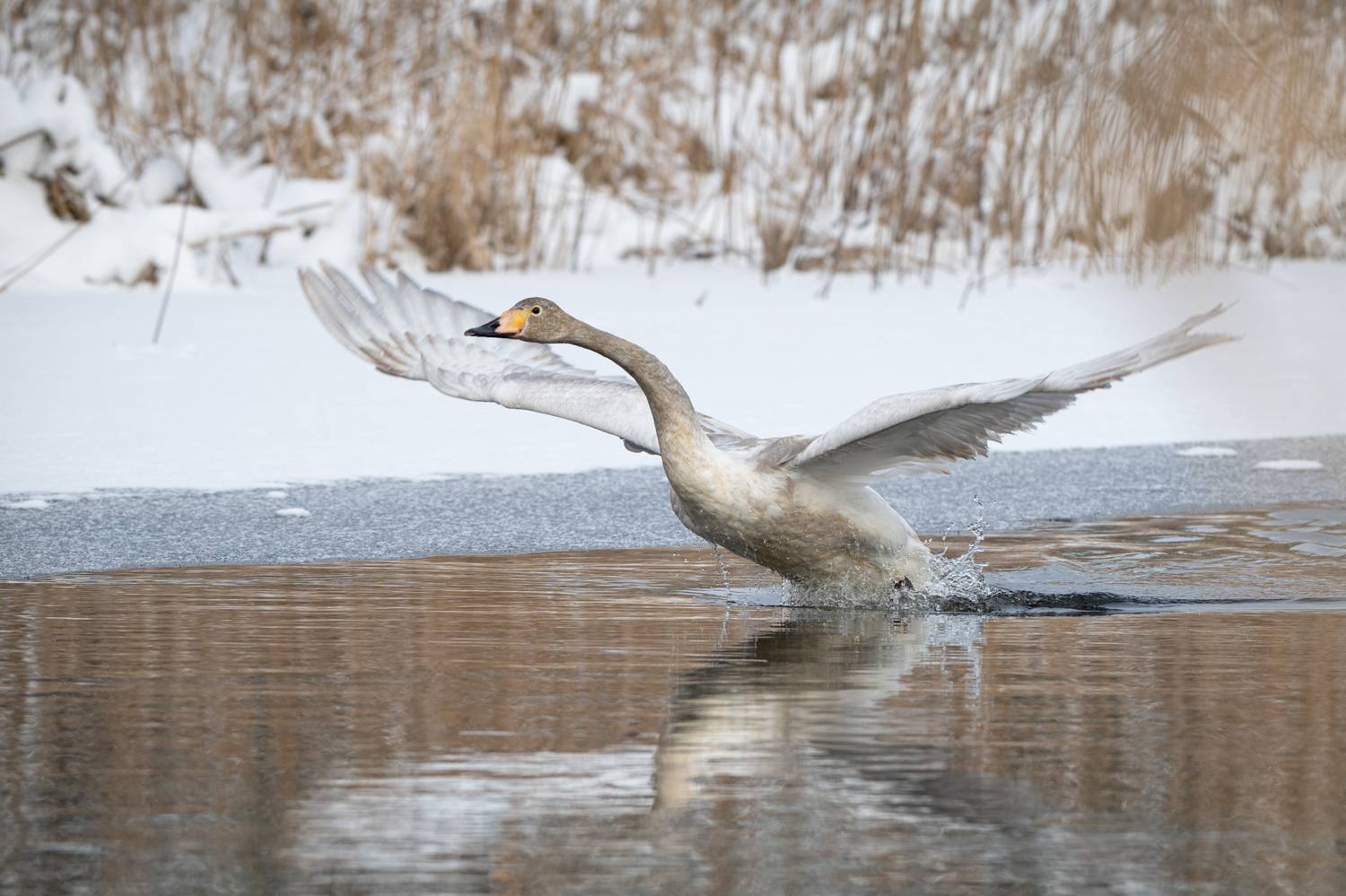 лебедь, река, зима, крылья, размах, Степанова Татьяна