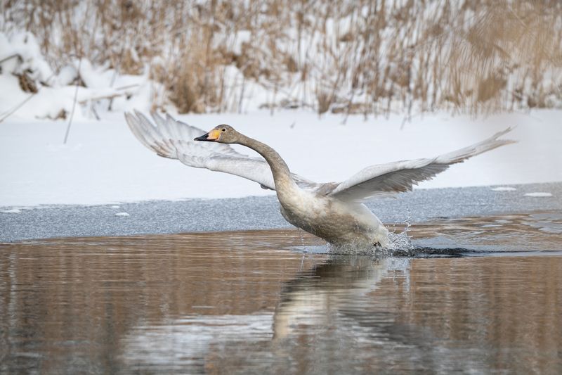 лебедь, река, зима, крылья, размах Иду на взлёт фото превью