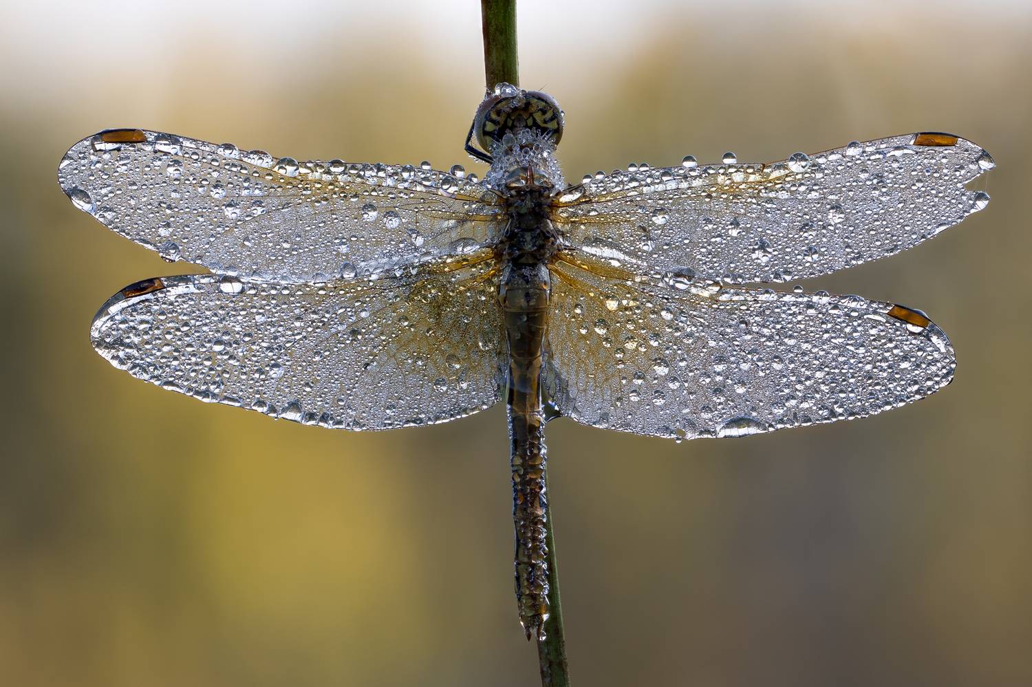 , Кузнецов Дмитрий