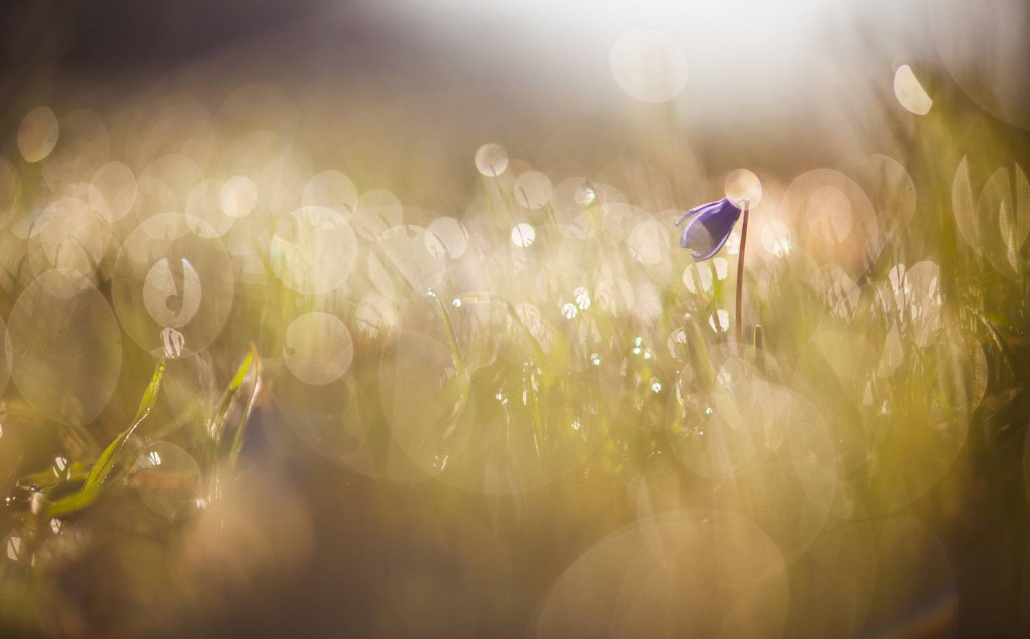 , Викулов Николай