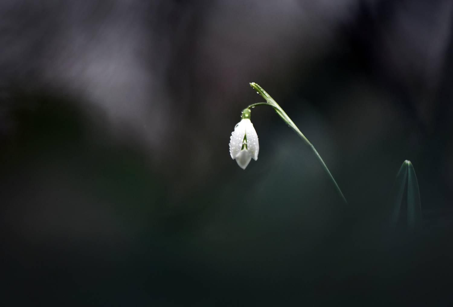 цветы, макро, природа, макрофото, макро-красота, поэзия природы, лес, вчувствование, созерцание, тишина, тишина покоя, подснежники, весна, Быканова Виктория
