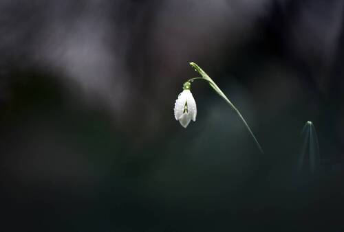 Some spring impressions