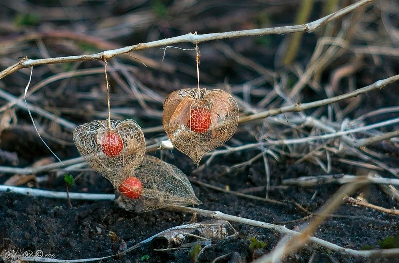 *** фото превью