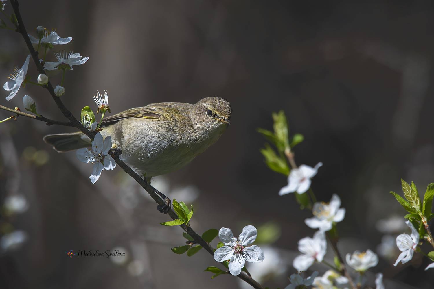 фотоохота, птица, пеночка-теньковка, пеночка, теньковка, Медведева Светлана