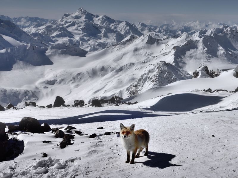 Про лисичку фото превью