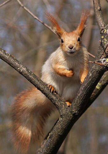 Жаждущий взгляд