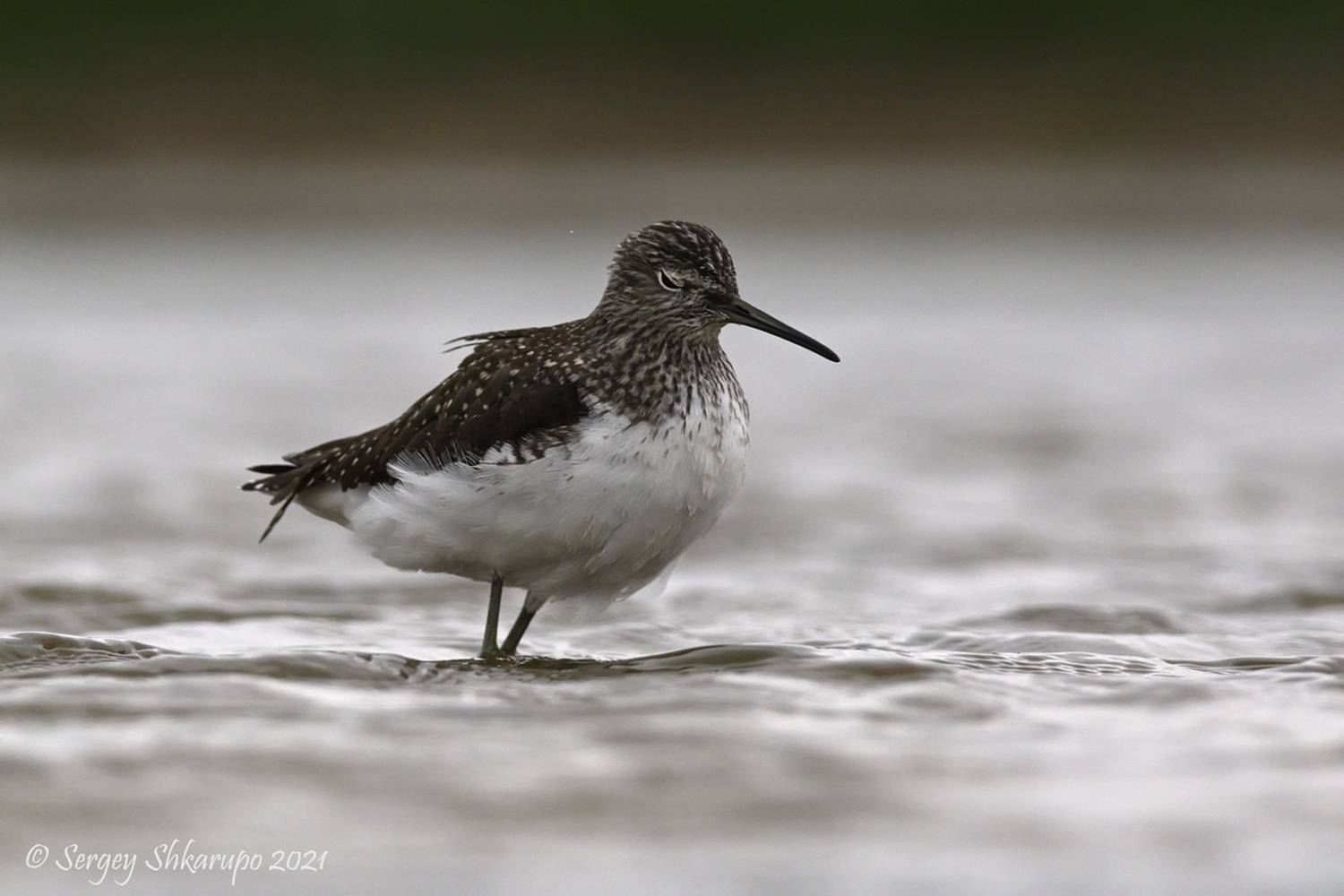 черныш, Сергей Шкарупо