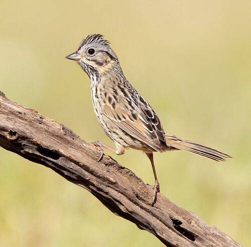 Lincoln's Sparrow - Воробей Линкольна