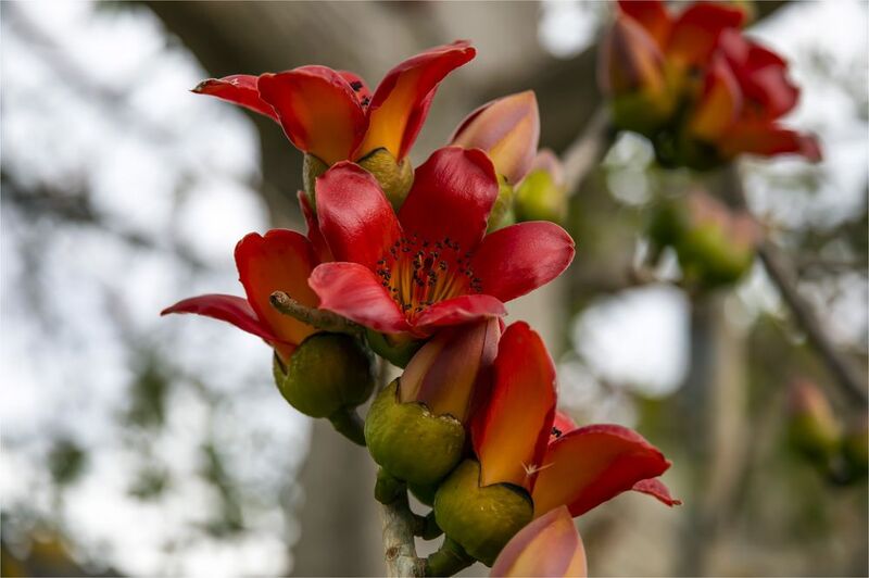 Бомбакс фото превью