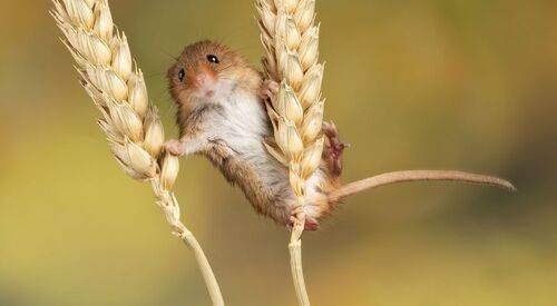 Harvest Mouse
