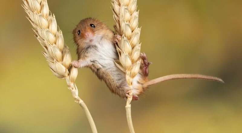 harvest mouse, mouse, rodent, animals, nature, wildlife, canon Harvest Mouse фото превью