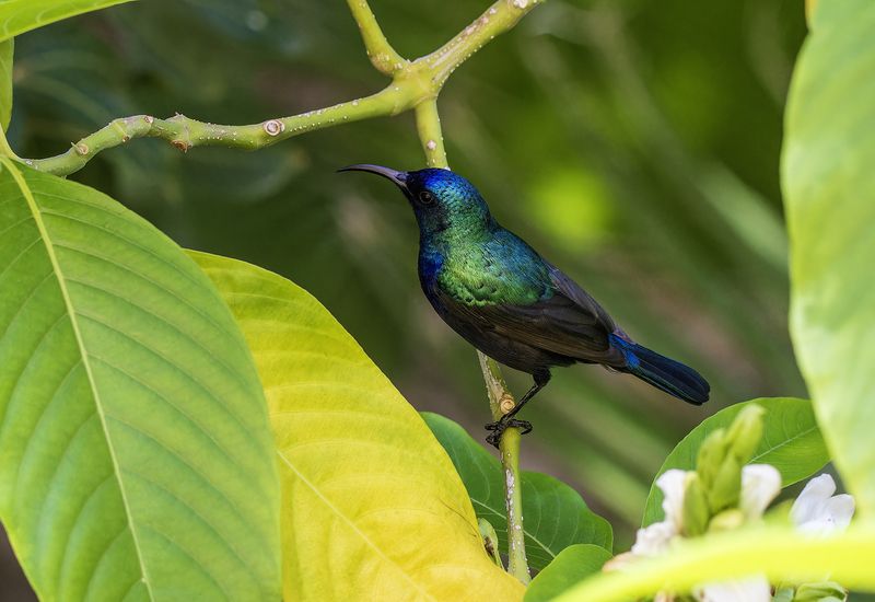 Палестинская нектарница. фото превью