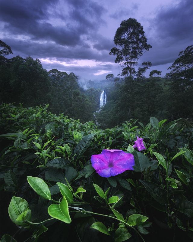 Devon Falls, Sri Lanka фото превью